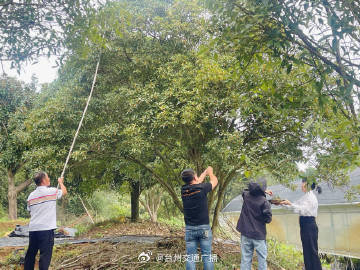 桂花林村新貌，发展与变迁中的乡村新闻速递