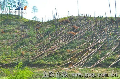 大河口林场，绿色发展的先锋力量最新报道