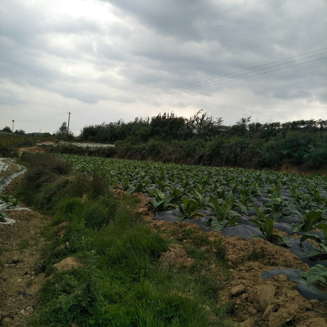 回龙乡最新天气预报